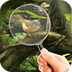 Fairy Woods Hidden Objects